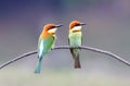 Chestnut headed Bee eater Merops leschenaulti Royalty Free Stock Photo