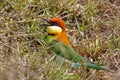 Chestnut-headed Bee-eater Merops leschenaulti Royalty Free Stock Photo