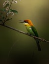 Chestnut-headed Bee-eater Merops leschenaulti on branch tree Royalty Free Stock Photo