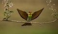 Chestnut-headed Bee-eater Merops leschenaulti Royalty Free Stock Photo