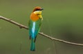 Chestnut-headed Bee-eater Merops leschenaulti on branch tree Royalty Free Stock Photo