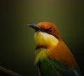 Chestnut-headed Bee-eater Merops leschenaulti Royalty Free Stock Photo