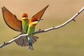 Chestnut-headed Bee-eater (Merops leschenaulti) Royalty Free Stock Photo