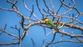 Chestnut-headed bee-eater (Merops leschenaulti) perch at Yala National Park Royalty Free Stock Photo