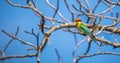 Chestnut-headed bee-eater (Merops leschenaulti) perch at Yala National Park Royalty Free Stock Photo
