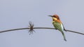 Chestnut-headed bee-eater on Tree Branch Royalty Free Stock Photo