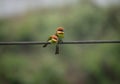 Chestnut Headed Bee-Eater