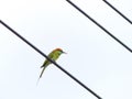 Chestnut Headed Bee Eater on power lines Royalty Free Stock Photo