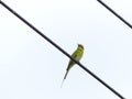Chestnut Headed Bee Eater on power lines Royalty Free Stock Photo