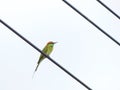 Chestnut Headed Bee Eater on power lines Royalty Free Stock Photo