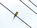 Chestnut Headed Bee Eater on power lines Royalty Free Stock Photo