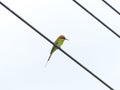 Chestnut Headed Bee Eater on power lines Royalty Free Stock Photo