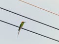 Chestnut Headed Bee Eater on power lines Royalty Free Stock Photo