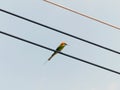 Chestnut Headed Bee Eater on power lines Royalty Free Stock Photo