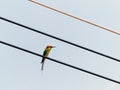 Chestnut Headed Bee Eater on power lines Royalty Free Stock Photo
