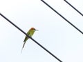 Chestnut Headed Bee Eater on power lines Royalty Free Stock Photo