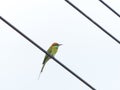 Chestnut Headed Bee Eater on power lines Royalty Free Stock Photo