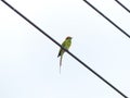 Chestnut Headed Bee Eater on power lines Royalty Free Stock Photo