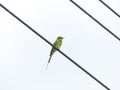 Chestnut Headed Bee Eater on power lines Royalty Free Stock Photo