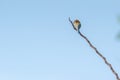 Chestnut Headed Bee Eater standing on branch of tree