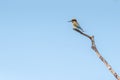 Chestnut Headed Bee Eater standing on branch of tree