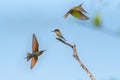 Chestnut Headed Bee Eater standing on branch of tree