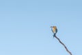 Chestnut Headed Bee Eater standing on branch of tree