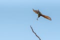 Chestnut Headed Bee Eater standing on branch of tree