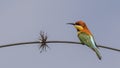 Chestnut-headed bee-eater on Tree Branch Royalty Free Stock Photo