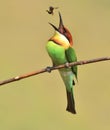 Chestnut-headed Bee-eaters