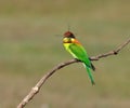 Chestnut-headed Bee-eaters Royalty Free Stock Photo