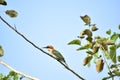 chestnut headed beeeater