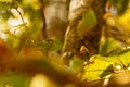 Chestnut headed Green Bee Eater seen through leaves of a tree Royalty Free Stock Photo