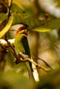 Chestnut headed Green Bee Eater seen through leaves of a tree Royalty Free Stock Photo