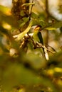 Chestnut headed Green Bee Eater seen through leaves of a tree Royalty Free Stock Photo