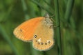 Chestnut heath butterfly