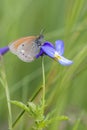 Chestnut Heath Butterfly