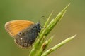 Chestnut heath butterfly sitting motionless on grass Royalty Free Stock Photo