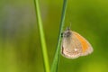 Chestnut Heath - Coenonympha glycerion Royalty Free Stock Photo