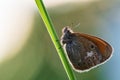 Chestnut Heath - Coenonympha glycerion Royalty Free Stock Photo