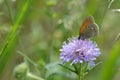 Chestnut heath on a scabious flower in nature