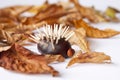 Chestnut hedgehod with leafs