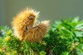 Chestnut hedgehog, fallen from the tree in autumn Royalty Free Stock Photo