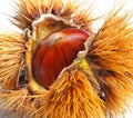 Chestnut hedgehog Royalty Free Stock Photo