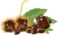 Chestnut hedgehog with its fruit-