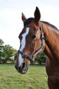 Chestnut Horse Royalty Free Stock Photo