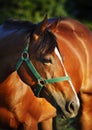 Chestnut horse Royalty Free Stock Photo