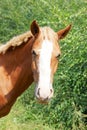 Chestnut Horse Royalty Free Stock Photo