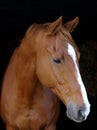 Chestnut Horse Against Black Background