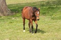 Chestnut horse with black mane approaching